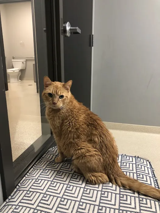 CARE | Charlotte Animal Referral & Emergency 4