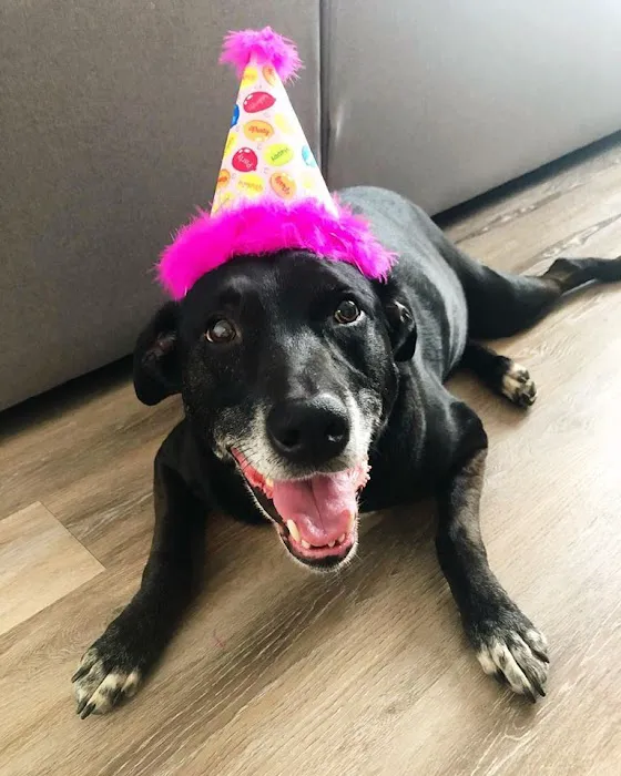 CARE | Charlotte Animal Referral & Emergency 5