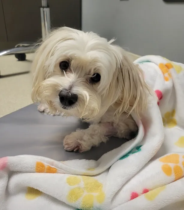 CARE | Charlotte Animal Referral & Emergency 3