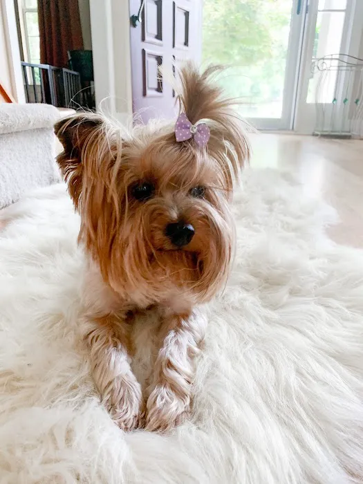 CARE | Charlotte Animal Referral & Emergency 10