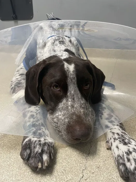 CARE | Charlotte Animal Referral & Emergency 6
