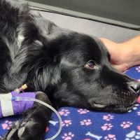 Advanced Animal Emergency ico