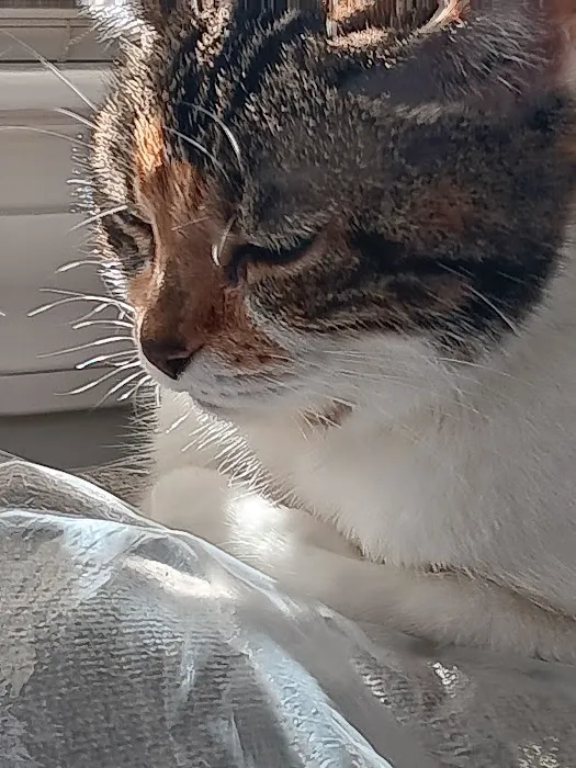 Advanced Animal Emergency 7