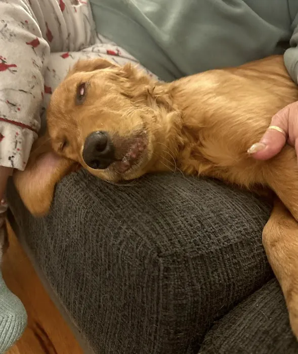 Advanced Animal Emergency 9