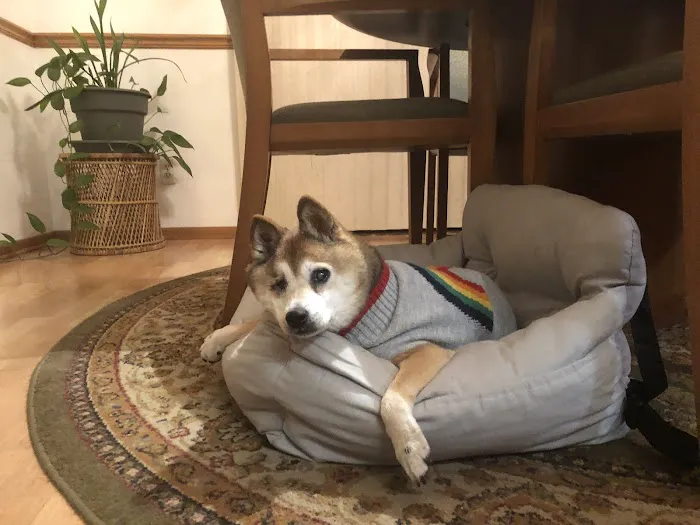 Advanced Animal Emergency 5