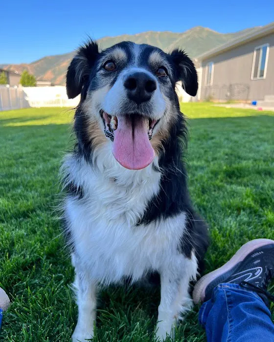 MedVet Salt Lake City 6