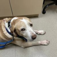 Veterinary Emergency + Critical Care ico