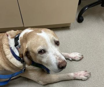 Veterinary Emergency + Critical Care