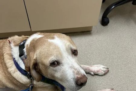 Veterinary Emergency + Critical Care