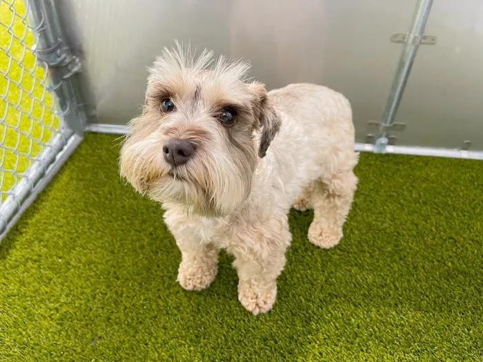 Furever Vets Central Emergency Urgent Care & Pet Resort 1
