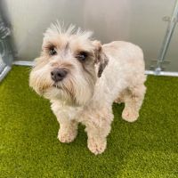 Furever Vets Central Emergency Urgent Care & Pet Resort ico