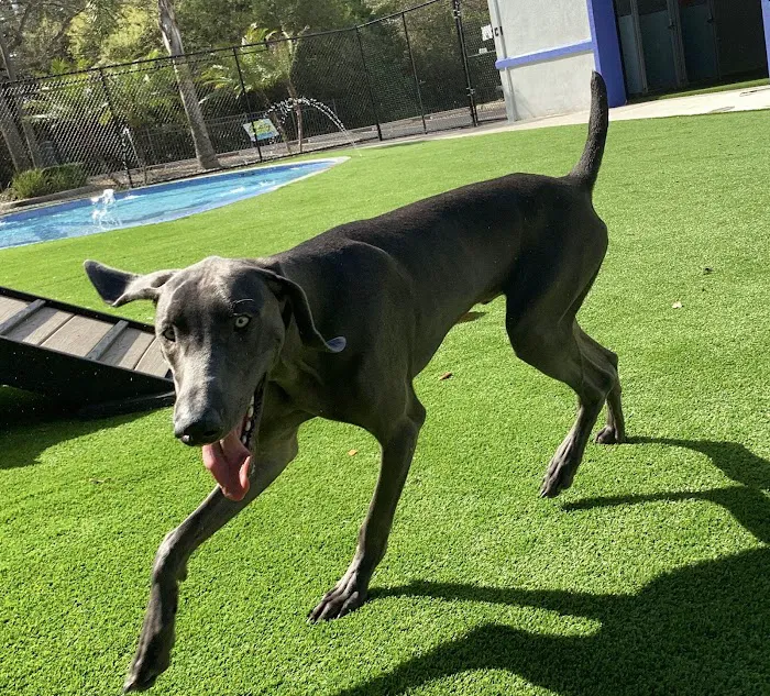 Furever Vets Central Emergency Urgent Care & Pet Resort 4