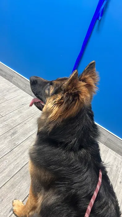 Furever Vets Central Emergency Urgent Care & Pet Resort 5