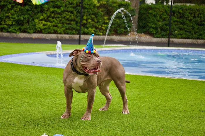Furever Vets Central Emergency Urgent Care & Pet Resort 8