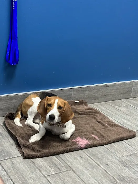 Furever Vets Central Emergency Urgent Care & Pet Resort 7
