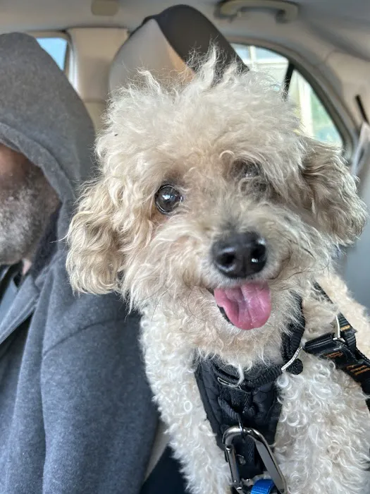Furever Vets Central Emergency Urgent Care & Pet Resort 6