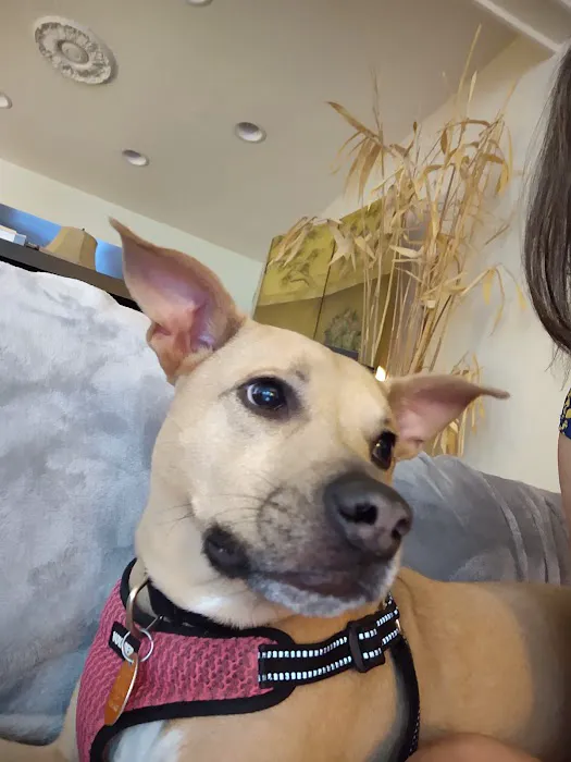 Furever Vets Central Emergency Urgent Care & Pet Resort 3