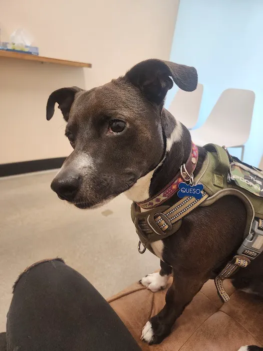 Sploot Veterinary Care - Platt Park 12