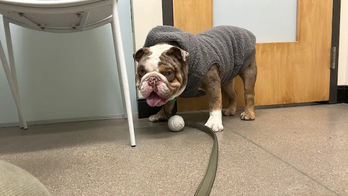 Sploot Veterinary Care - Platt Park 12
