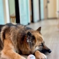 Sploot Veterinary Care - RiNo ico