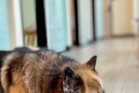 Sploot Veterinary Care - RiNo