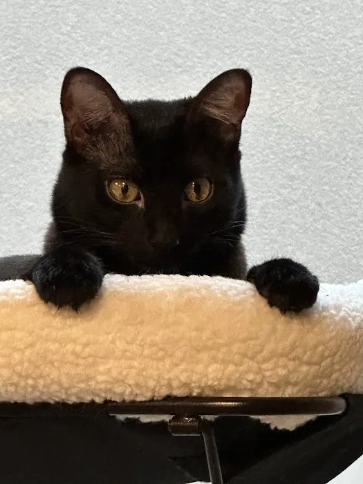 Sploot Veterinary Care - RiNo 12