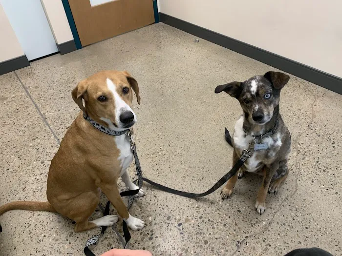 Sploot Veterinary Care - Arvada 12