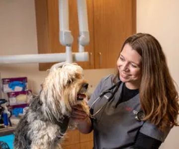 Sploot Veterinary Care - 9+CO