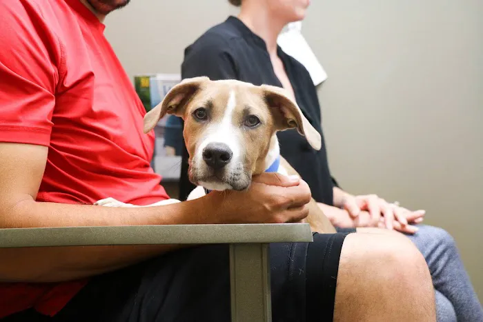Indian Tree Animal Hospital 8
