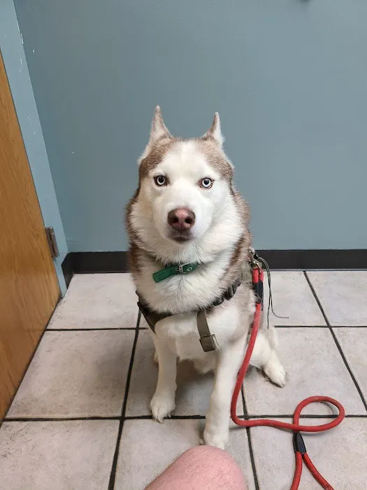 Care Animal Hospital 3