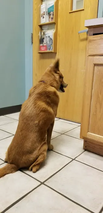 Care Animal Hospital 2