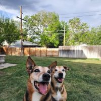 Arvada Flats Veterinary Hospital ico
