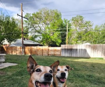 Arvada Flats Veterinary Hospital