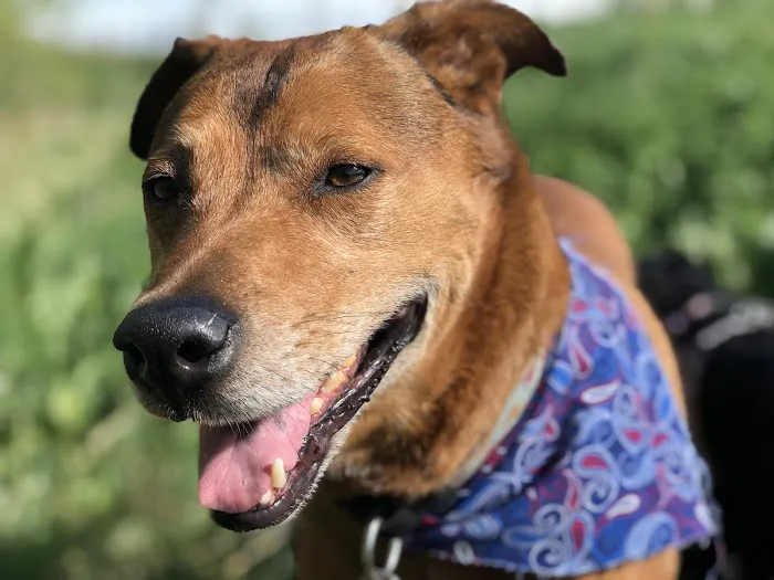 Evans East Animal Hospital 4