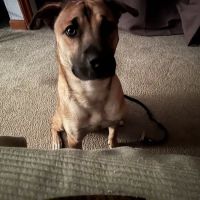 Hermosa Veterinary Clinic ico