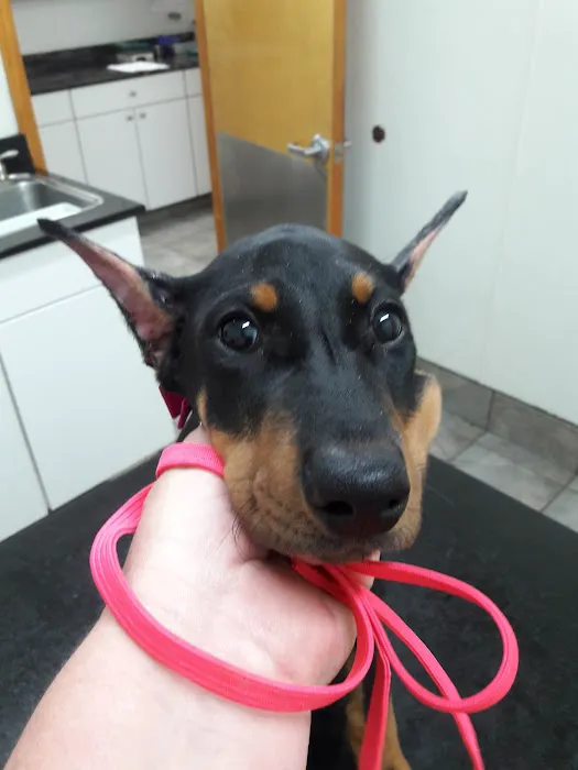 Hermosa Veterinary Clinic 3