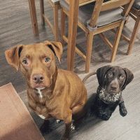 Highlands Animal Clinic ico