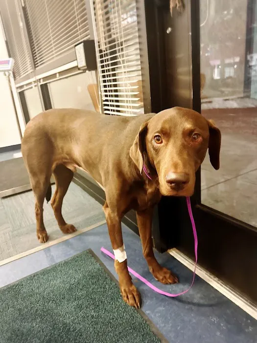 Animal Surgical Care 9
