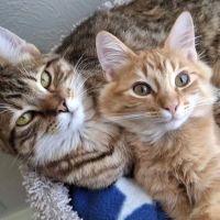 Westwood Animal Hospital ico