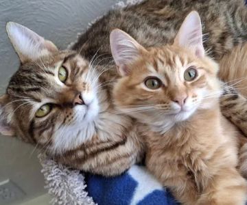 Westwood Animal Hospital
