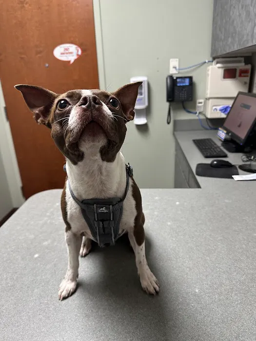 VCA Firehouse Animal Hospital 6