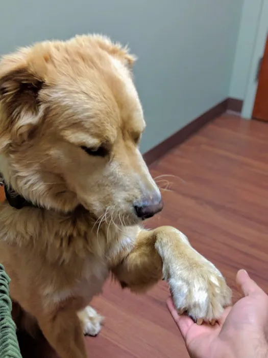 VCA Firehouse Animal Hospital 5