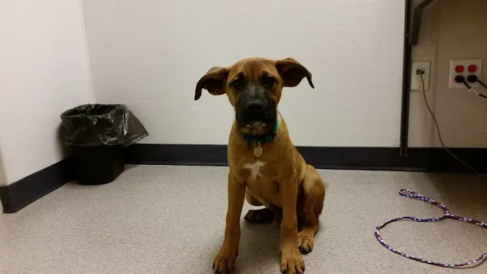 VIDA Veterinary Care - Denver 5