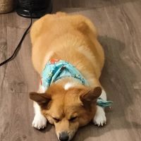 Veterinary Emergency Group ico