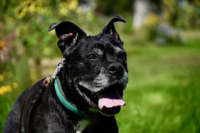 Heartstrings Pet Hospice, In-Home Euthanasia & Aftercare - Denver 2