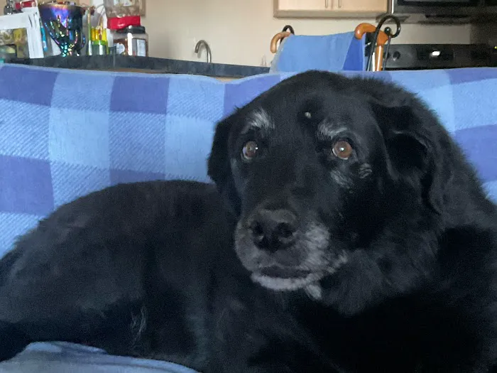 Heartstrings Pet Hospice, In-Home Euthanasia & Aftercare - Denver 3