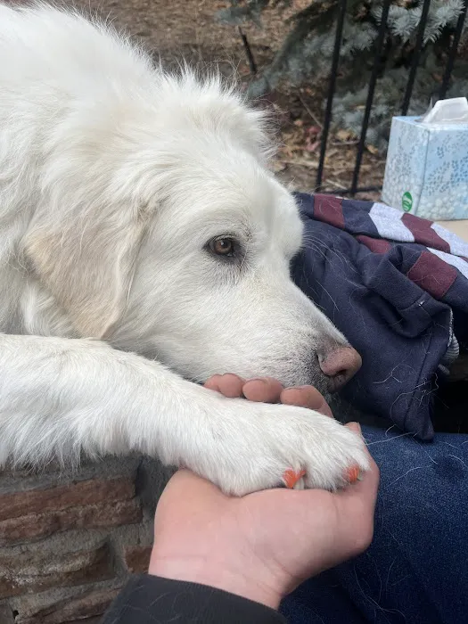 Heartstrings Pet Hospice, In-Home Euthanasia & Aftercare - Denver 4