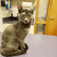 Tender Touch Animal Hospital ico
