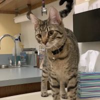 Washington Park Veterinary Clinic ico