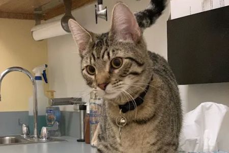 Washington Park Veterinary Clinic